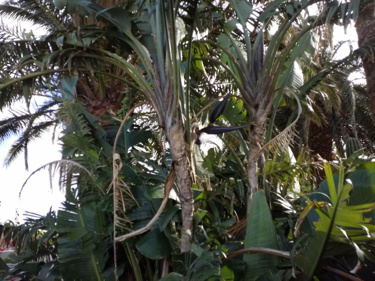 Palmeras Ingenio Luaran gambar